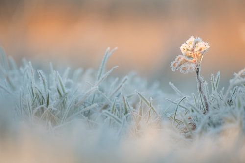 Gefrorene Natur - Das Morgenlicht...der Reif....