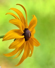 Summer sun hat flower