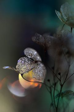 Dried hydrangea with bokeh 1 by Patricia van Kuik