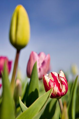 Gekleurde tulpen van Laura Krol