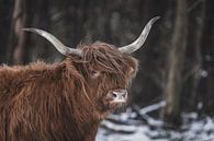 Schotse hooglander in de sneeuw van Van Renselaar Fotografie thumbnail