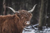Schotse hooglander in de sneeuw