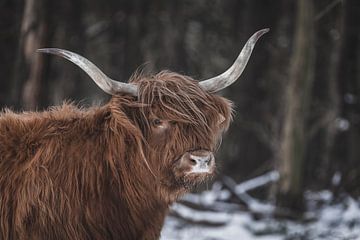 Schotse hooglander in de sneeuw van Van Renselaar Fotografie