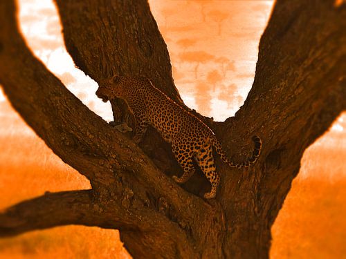 Leopard in tree