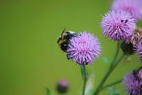 Bourdon sur une fleur