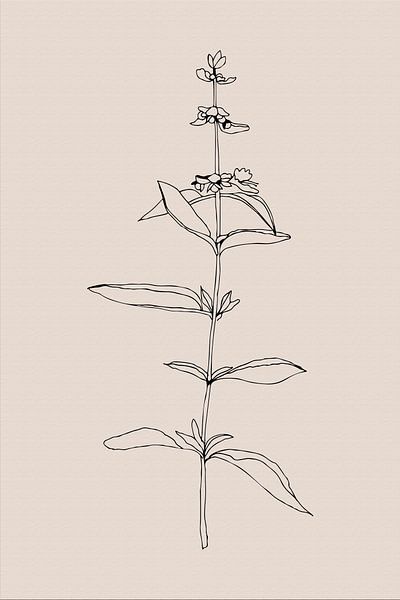 Japandi. Boho botanical plant on beige no. 3 by Dina Dankers