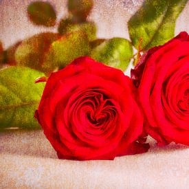 Roses 1: Picturesque by Jaap Tanis