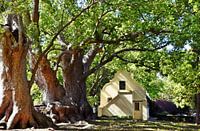 Cape Dutch cottage under camphor tree