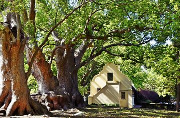 Kaaps-Hollands huisje onder een kamferboom van Werner Lehmann