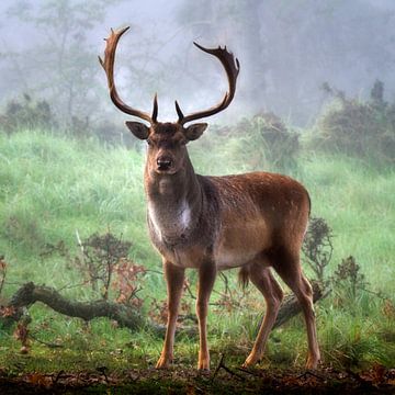 posing fallow deer by Ruud Peters