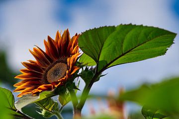 Rote Sonnenblume von Jolanda de Jong-Jansen