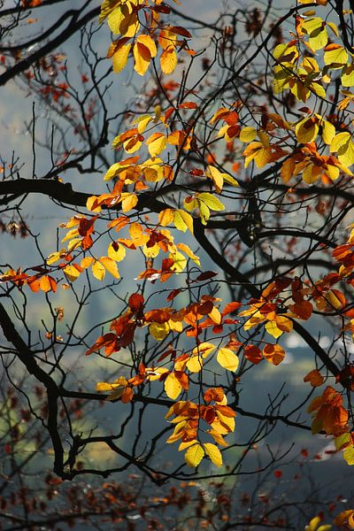 golden fall XIII by Meleah Fotografie