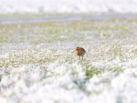 Grutto in besneeuwd polderlandschap