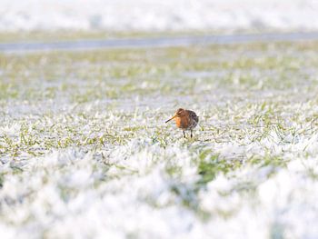 Uferschnepfe in verschneiter Polderlandschaft