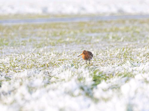 Grutto in besneeuwd polderlandschap