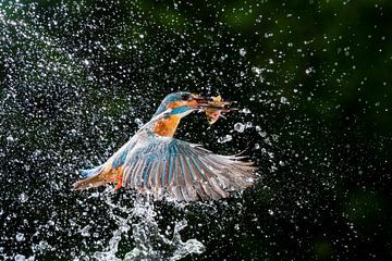 Eisvogel mit Fang von Larissa Rand