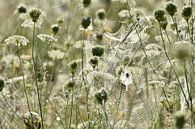 Spider web in flower field by Theo van Woerden thumbnail