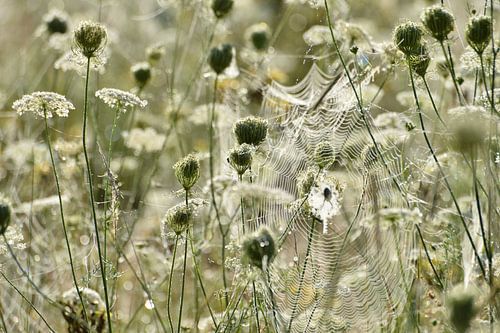 Spider web in flower field