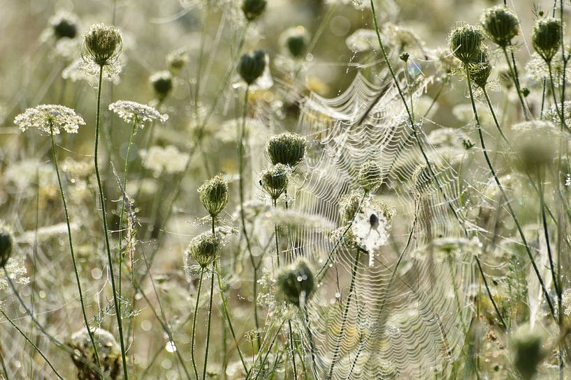 Spider web in flower field by Theo van Woerden