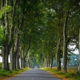 Narrow avenue with rows of old lime trees on each side, traditio by Maren Winter