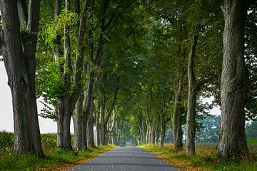 Avenue étroite avec des rangées de vieux tilleuls de chaque côté, traditio