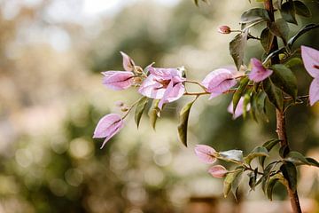 Flowers from Portugal no. 2 by Lia Remmelzwaal