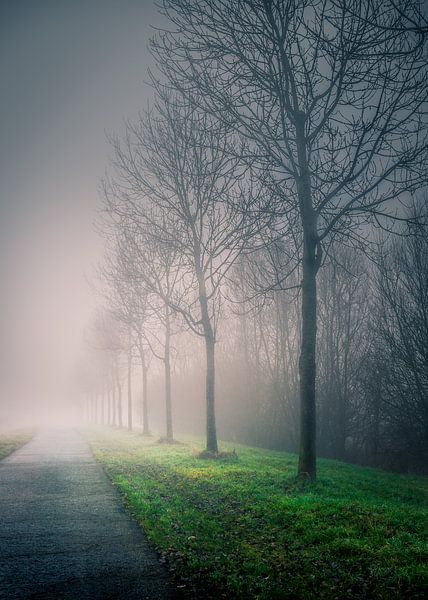 Walk into the mist van Wim van D