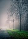 Walk into the mist van Wim van D thumbnail