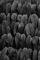 Natural Rhythm (Schwarz-Weiß-Komposition Blätter)