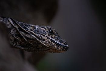 Green Iguana – Sunbather of Costa Rica