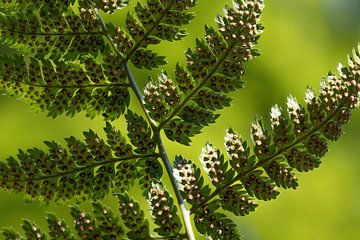 Underside of a fern leaf from a frog's perspective by Anne Ponsen