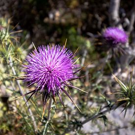 Purple thistle flower on Gramvoussa island, Crete | Travel photography by Kelsey van den Bosch