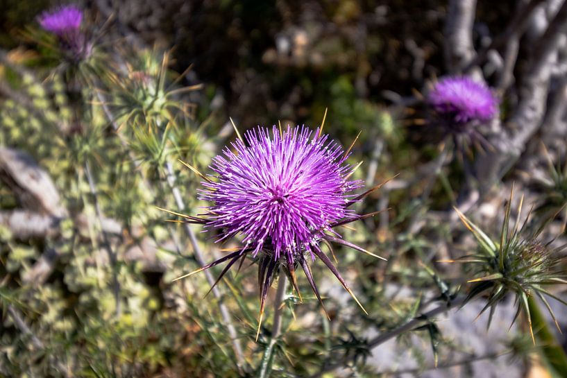 Purple thistle flower on Gramvoussa island, Crete | Travel photography by Kelsey van den Bosch