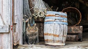 Die Hauskatze in einer alten Scheune