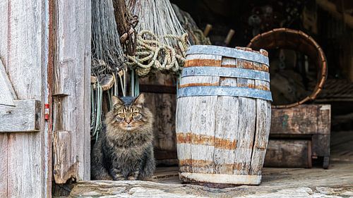 De huiskat in een oude schuur van Rene van Dam