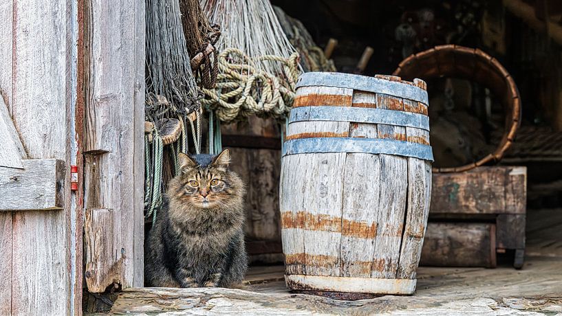 Die Hauskatze in einer alten Scheune von Rene van Dam