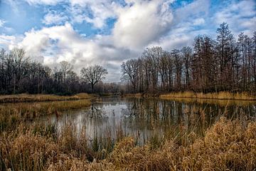 de Maasarm, natuurgebied in Limburg van Tilly Meijer