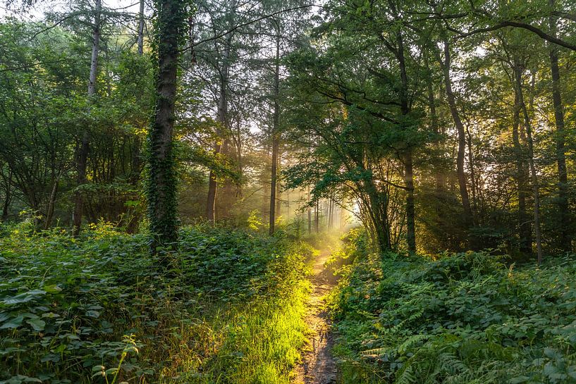 Les rayons du soleil saluent les fougères dans la forêt. par Els Oomis