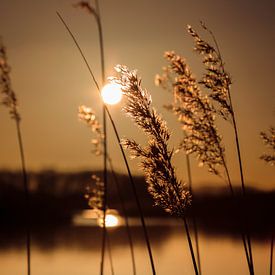 Von der Sonne von Quirina Kamoen