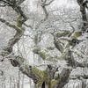 Wintermärchenbaum von Jürgen Schmittdiel Photography