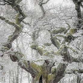 Wintermärchenbaum von Jürgen Schmittdiel Photography