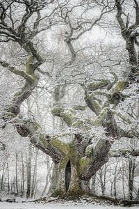 Wintermärchenbaum von Jürgen Schmittdiel Photography
