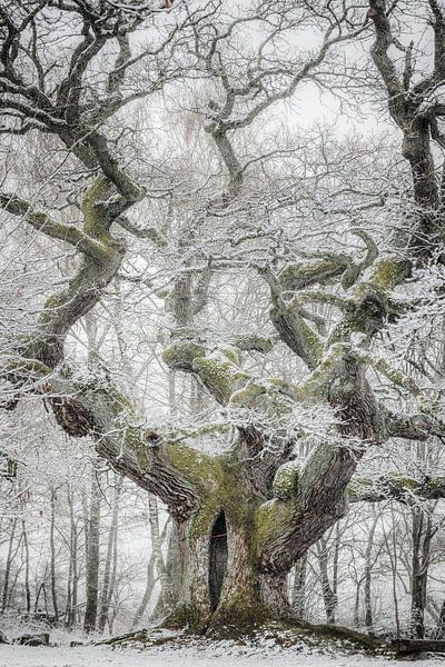Winter sprookjesboom van Jürgen Schmittdiel Photography