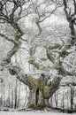 Winter sprookjesboom van Jürgen Schmittdiel Photography thumbnail