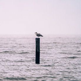 Seagull on post by Stephan Zaun