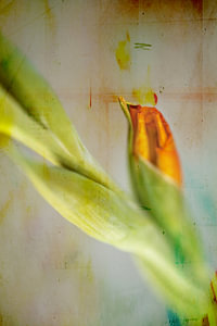gladiolus