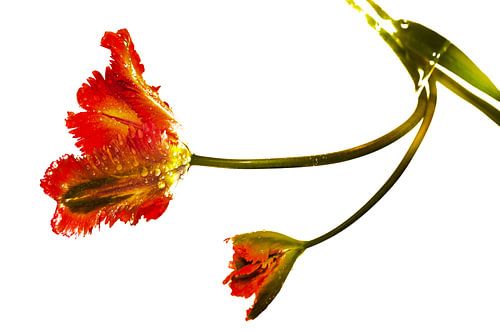 La beauté minimaliste d'une seule tulipe rouge B sur blanc