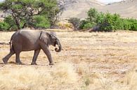 Wüstenelefant von Tilo Grellmann Miniaturansicht