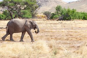 Éléphant du désert sur Tilo Grellmann