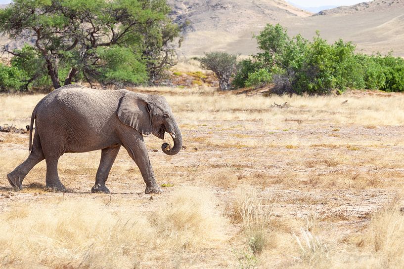 Wüstenelefant von Tilo Grellmann